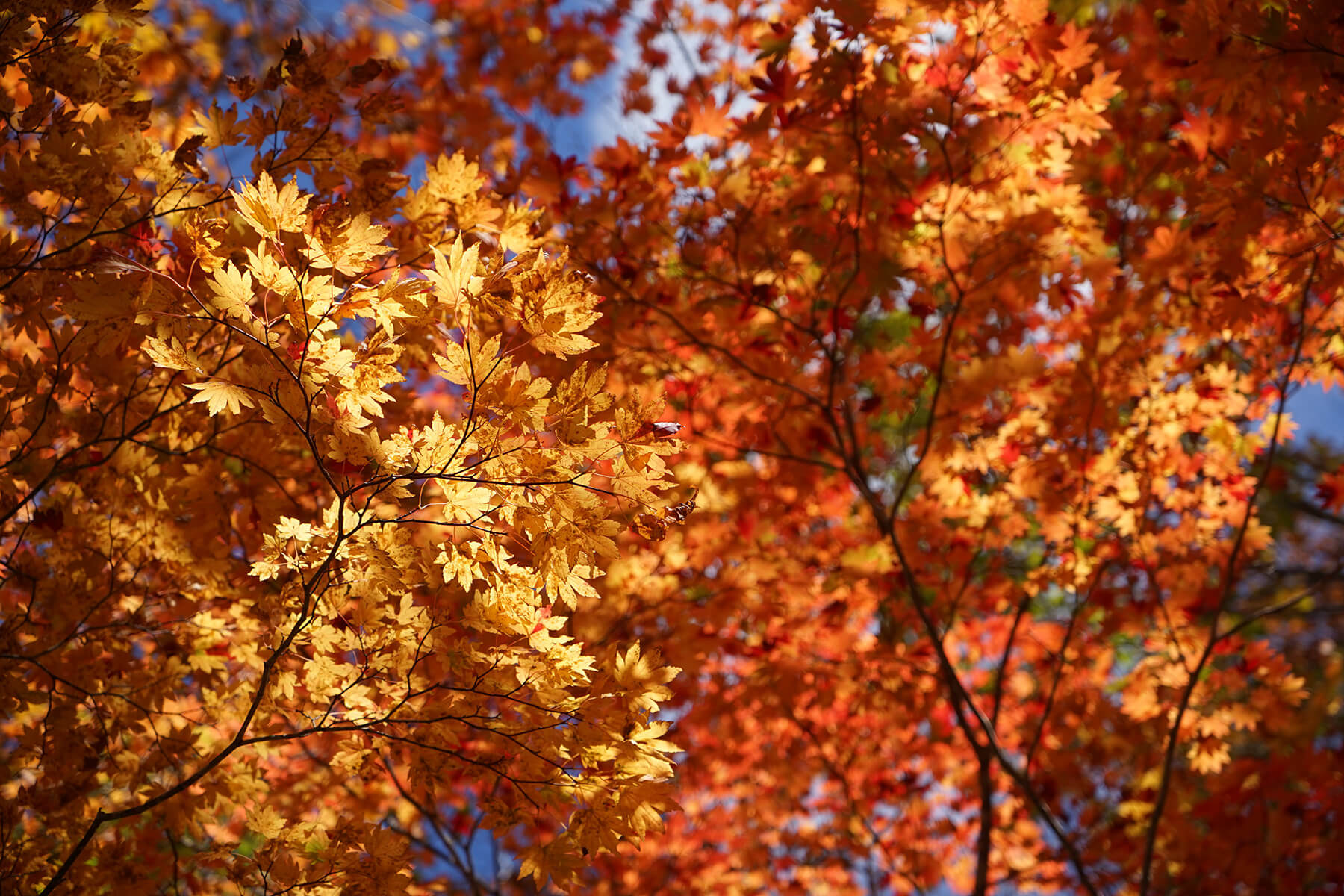 万座温泉周辺の紅葉カレンダー 群馬 万座温泉 白鐵の湯 万座亭