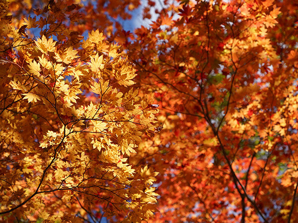 万座温泉周辺の紅葉カレンダー